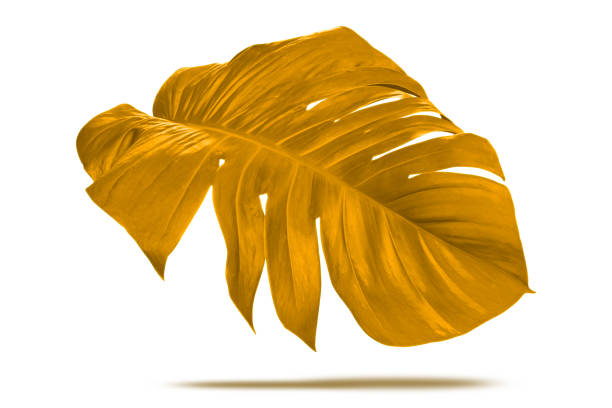 istock Gold plant leaves monstera on white background, Clipping path. 2188382441