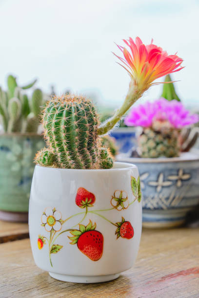 Plant of cactus on wood background