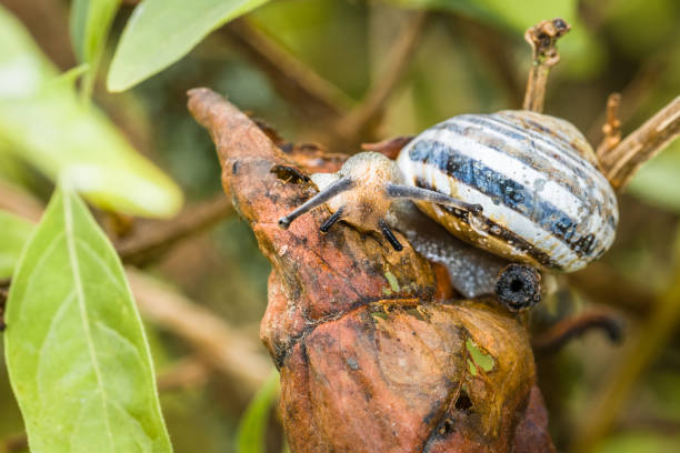 Small snail with snail shell hanging on a branch of a tree, Germany