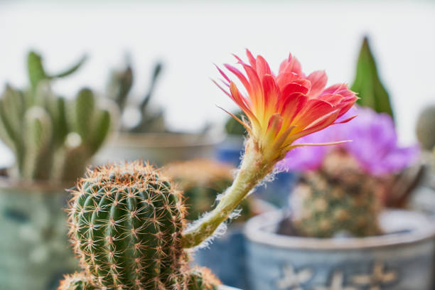 Plant of cactus on wood background