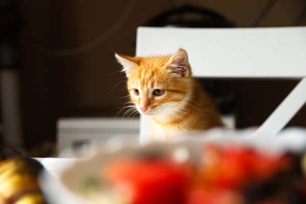 Little red Kitten Isolated On White Background.