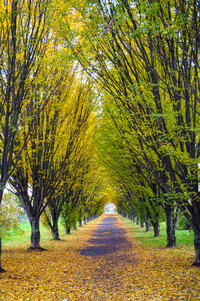 istock Autumn mood of a lonely park path without people 2188391274