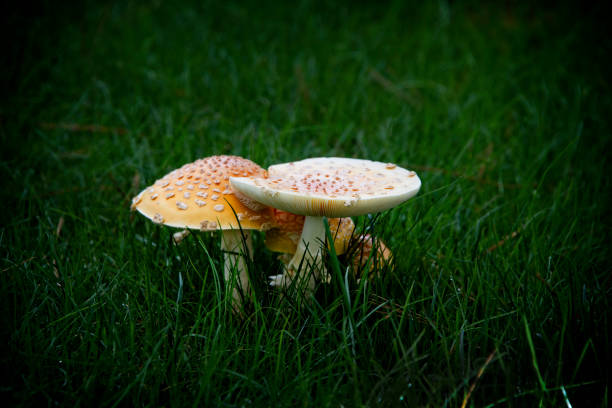 Two mushrooms, growing in the grass, in rural North Carolina