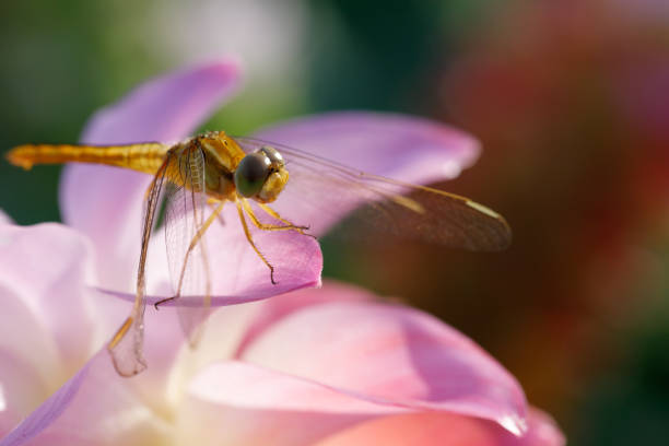 Dragonflies perching on leaves. dragonfly in nature. Dragonflies in natural habitats. Beautiful natural scenery with dragonflies.