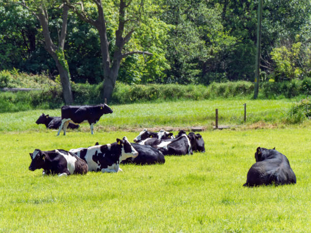 istock Several cows and a black bull lie on a green meadow on a sunny spring day. Cattle on free grazing. Ecological farm, landscape. Black and white cow lying on green grass field 2188393450