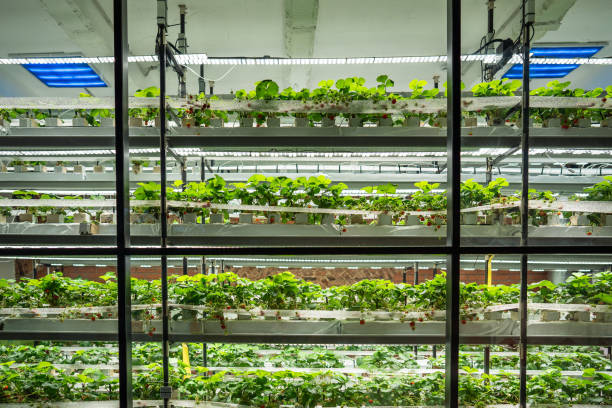 istock Indoor greenhouse grow strawberry on multiple shelves, protected by sealed microclimate. Eco farming 2188397232