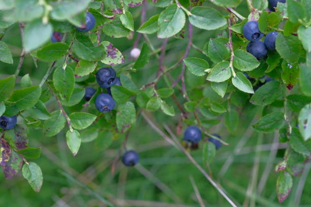 istock Juicy blueberries grow on a bush. 2188397504