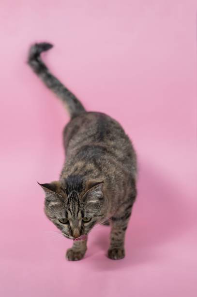 istock Gray striped cat on a pink background. 2188397779