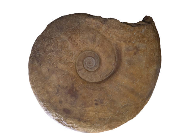 Close-up of an ammonite fossil dating from the Jurassicperiod.