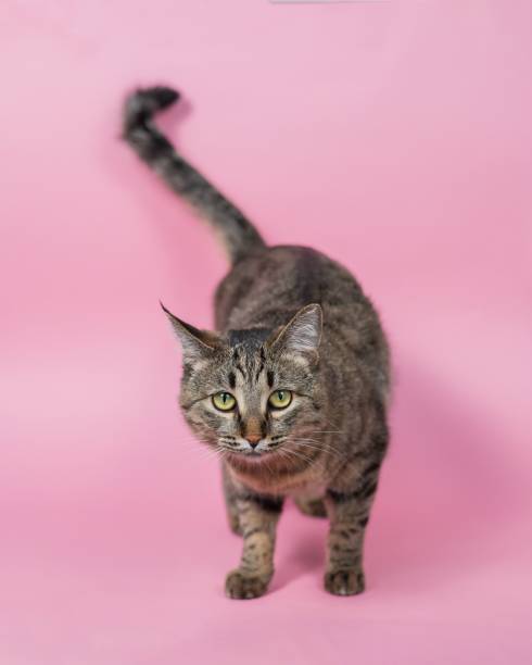 istock Gray striped cat on a pink background. 2188397876