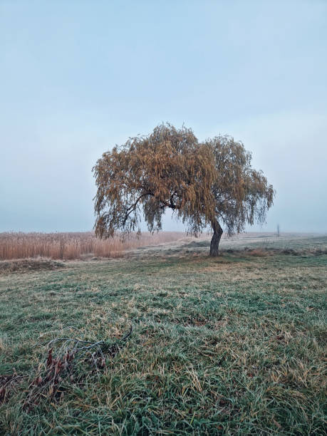 istock Solitary willow tree with drooping branches in a foggy field. The ground is covered with hoarfrost with dense patch of tall, dry reed in the background. The mysterious scene evokes a sense of calm 2188398185