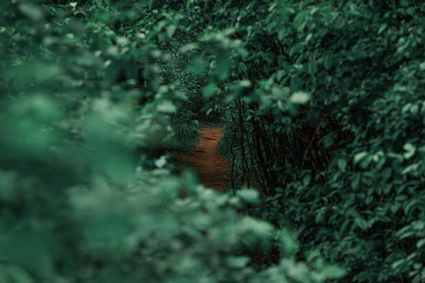 forest landscape low light atmospheric natural arch foliage view summer environment space dirt path trail