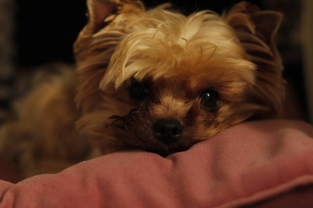 funny and cute dog lying on the sofa  today