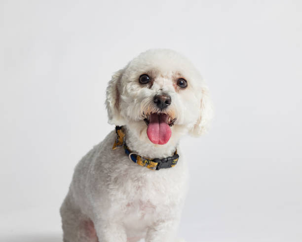 istock Female Bichon Frise - Studio Portrait on White - Close Up Headshot - Looking at Camera 2188400810