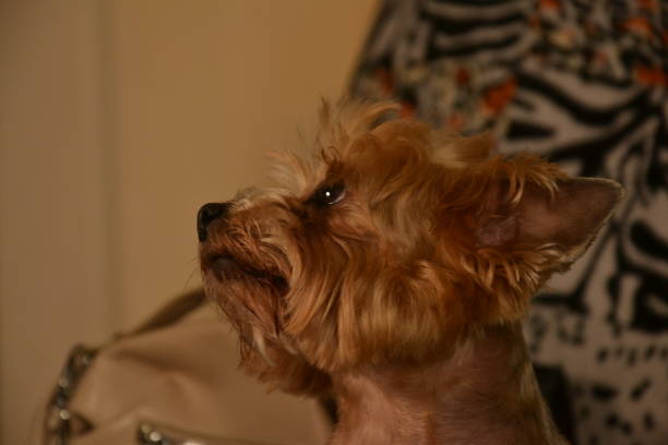 funny and cute dog lying on the sofa  today