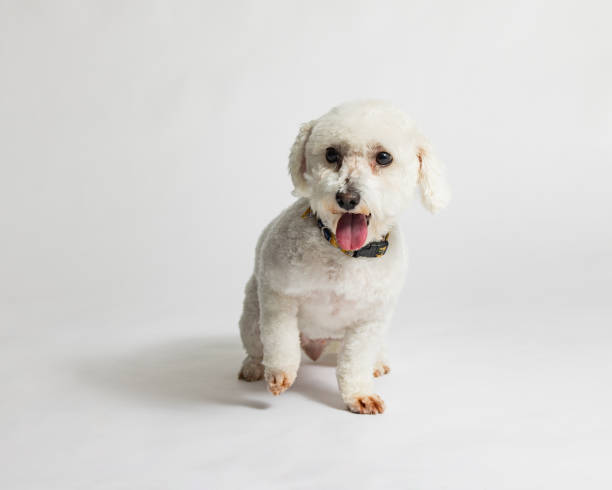 istock Female Bichon Frise - Studio Portrait on White - Happy - Full Body - Stepping 2188401004