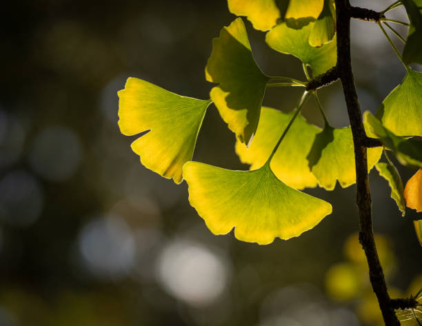 istock ginkgo leaves in the forest 2188401020