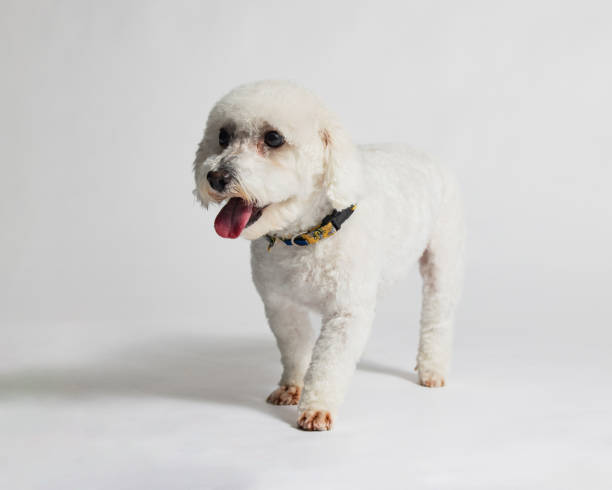 istock Female Bichon Frise - Studio Portrait on White - Happy - Full Body 2188401034