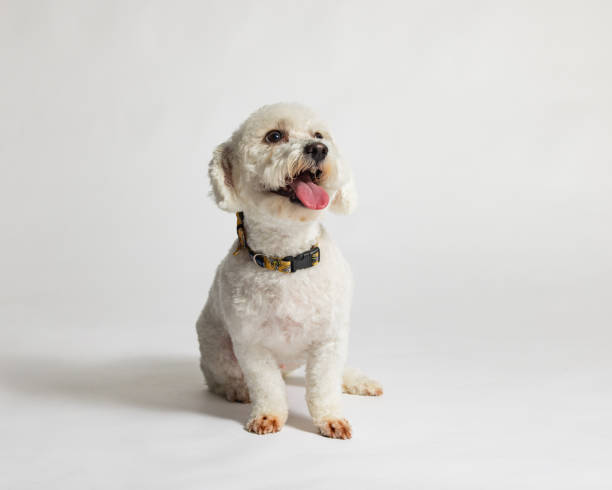 istock Female Bichon Frise - Studio Portrait on White - Happy - Full Body - Sitting 2188401087