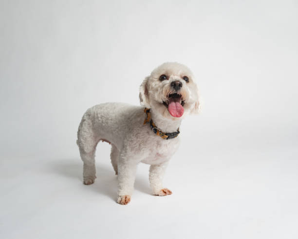 istock Female Bichon Frise - Studio Portrait on White - Happy - Full Body 2188401107