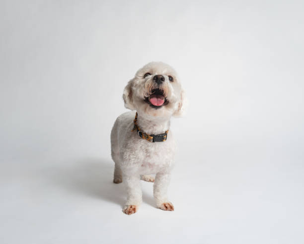 istock Female Bichon Frise - Studio Portrait on White - Happy - Full Body 2188401173
