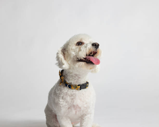 istock Female Bichon Frise - Studio Portrait on White - Close Up Headshot - Sitting 2188401203