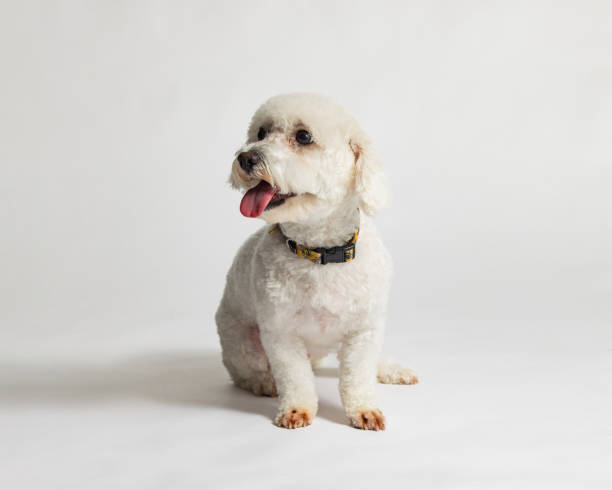 istock Female Bichon Frise - Studio Portrait on White - Sitting - Looking to the Side 2188401263