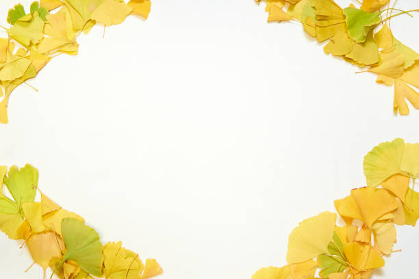 Frame made of fallen yellow gingko leaves