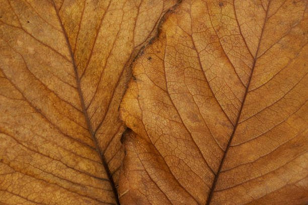 Close-up of brown fallen leaves.