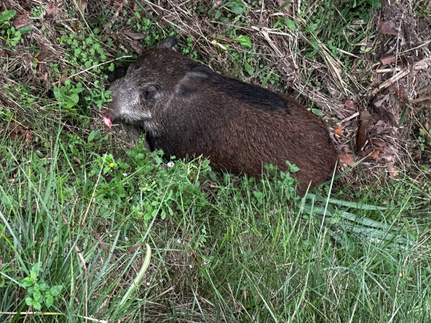 istock Dead wild boar on the roadside 2188403020