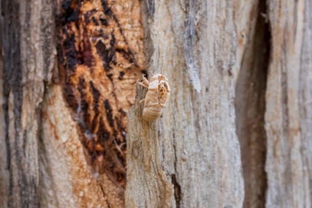 A monarch caterpillar, hanging upside down, has split its skin as it transforms into a chrysalis. Shot with a Canon 5D Mark IV.