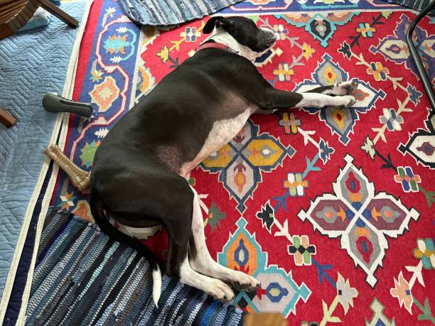 istock Large black and white mixed breed rescue dog resting on beautiful rug 2188404734