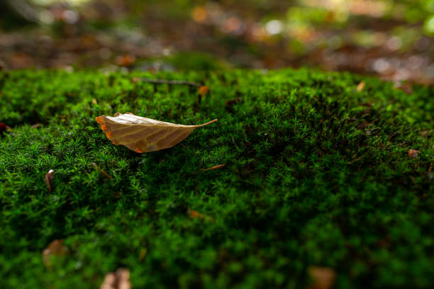 Landscape of Green Lake State Park of New York