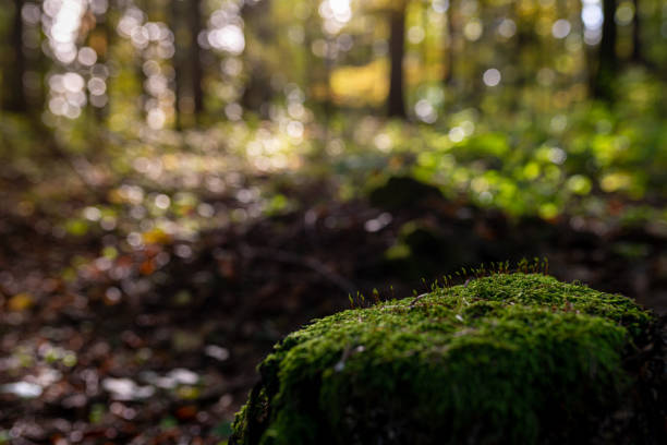 istock Green moss in the forest. Moss detail close up with selective focus. 2188405608