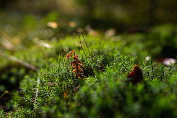 Photo of Green moss in the forest. Moss detail close up with selective focus.
