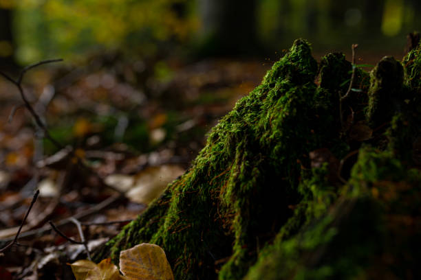 istock Green moss in the forest. Moss detail close up with selective focus. 2188405677