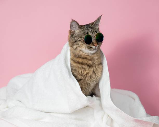 istock Tabby cat in sunglasses wrapped in a white towel on a pink background. 2188406544