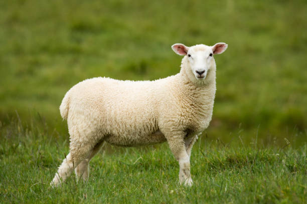 istock lamb in lush green grassy field 2188406618
