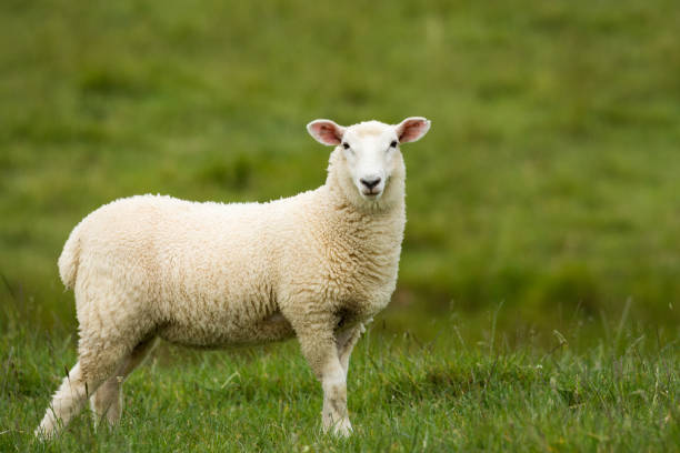 istock lamb in lush green grassy field 2188406674