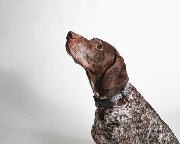 istock Senioren German Shorthaired Pointer - Studio Portrait on White - Sitting 2188406907