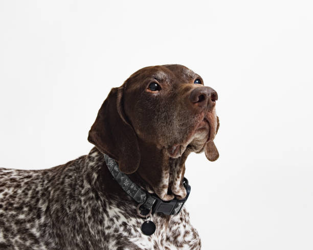 istock Senioren German Shorthaired Pointer  - Studio Portrait on White - Laying Close Up 2188407005