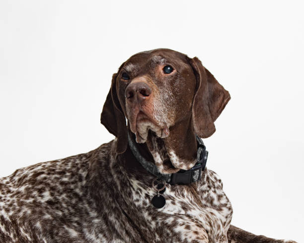 istock Senioren German Shorthaired Pointer - Studio Portrait on White - Laying Close Up 2188407015