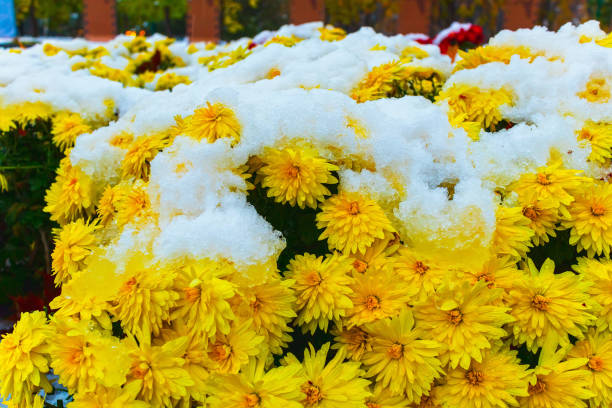 Close up of a frozen yellow flower covered in ice crystals in a winter garden.
