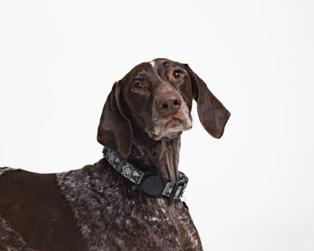 istock Young German Shorthaired Pointer - Close Up Portrait - Looking at Camera 2188407770