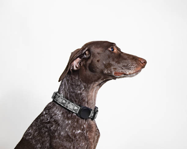 istock Young German Shorthaired Pointer - Close Up Portrait - Side Profile 2188407815