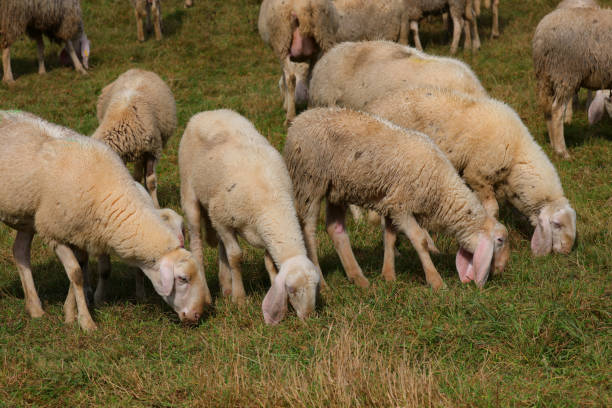 sheep grazing and feeding on grass in a farm for milk and wool production
