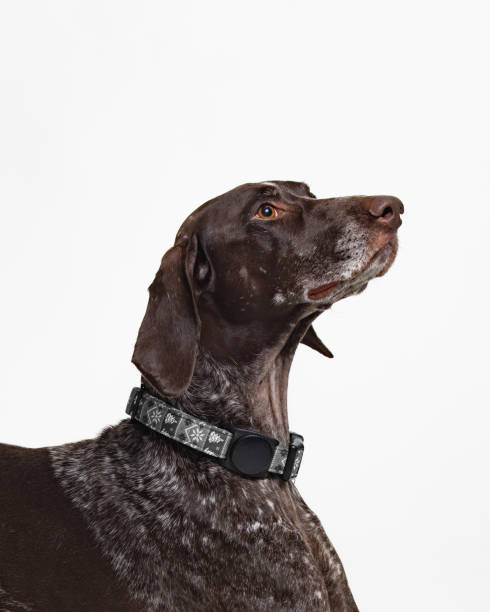 istock Young German Shorthaired Pointer - Close Up Portrait - Looking to the Side 2188407919