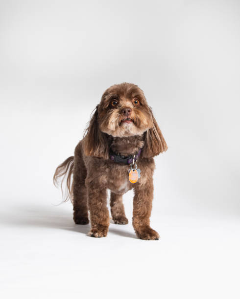 Small Poodle Mix - Studio Portrait on White