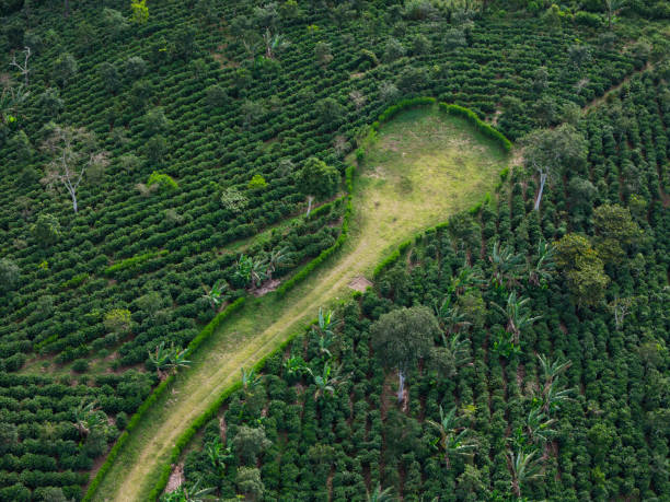 istock Coffee agriculture plantation aerial drone view 2188408418