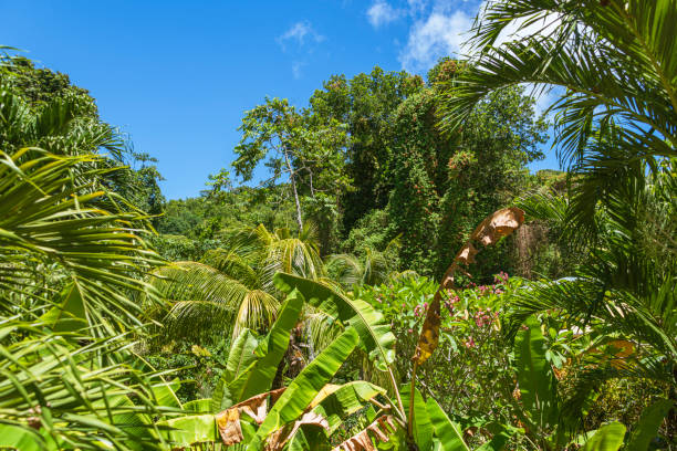Manuel Antonio National Park, Costa Rica. Taken February 6, 2016. Coastal tropical forest next to the beach at Manuel Antonio National Park. Manuel Antonio National Park is a beach park in Costa Rica with beautiful beaches.